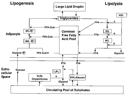 Adipose Tissue